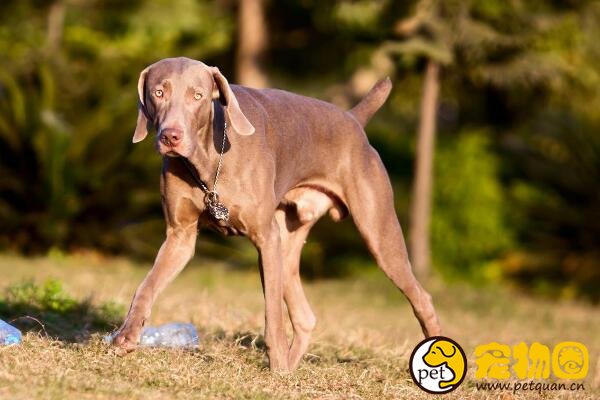 威玛猎犬多才多艺，既能训练成工作犬也能陪小孩老人