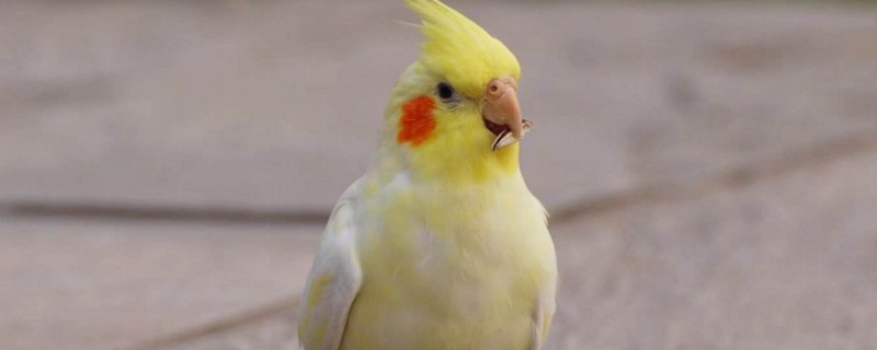 鹦鹉下蛋前的征兆