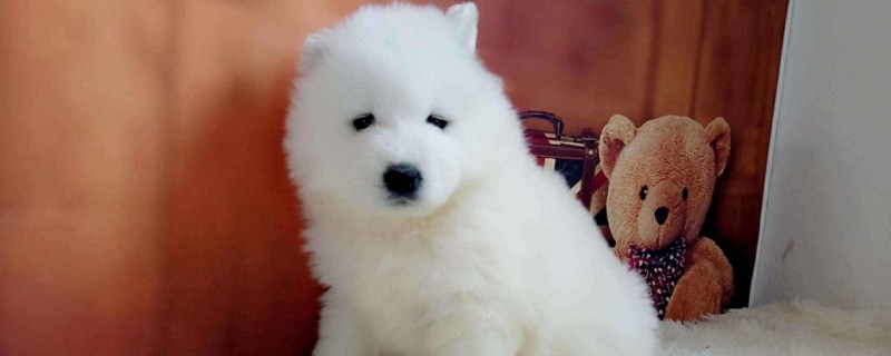萨摩耶幼犬吃什么