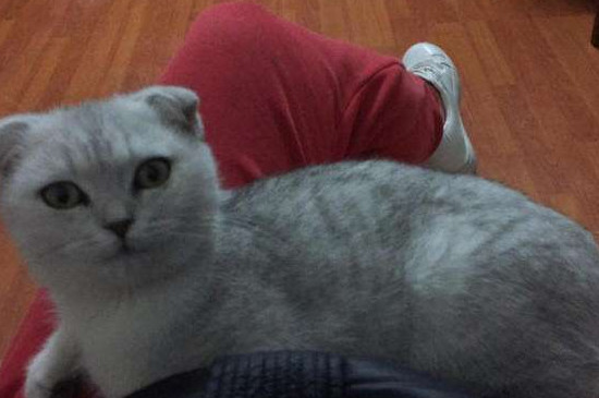 猫三联隔多久打一针