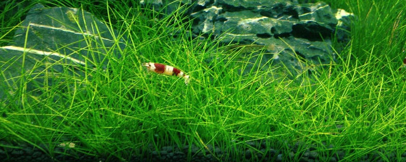 水晶虾养殖注意事项