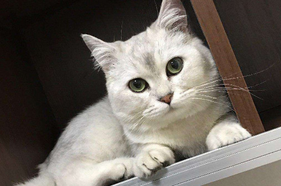 东北猫为什么这么便宜