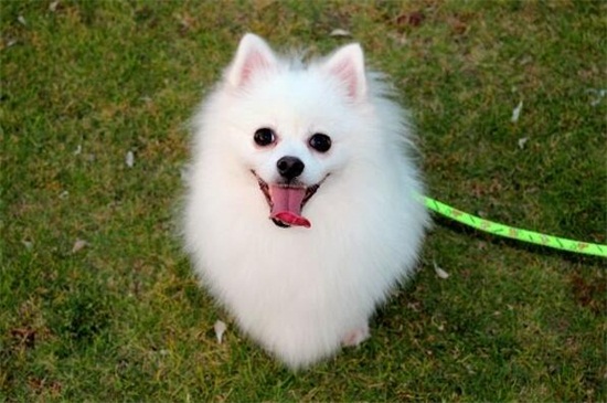 狐狸犬和博美的区别，教你一秒辨别差异的4个方法