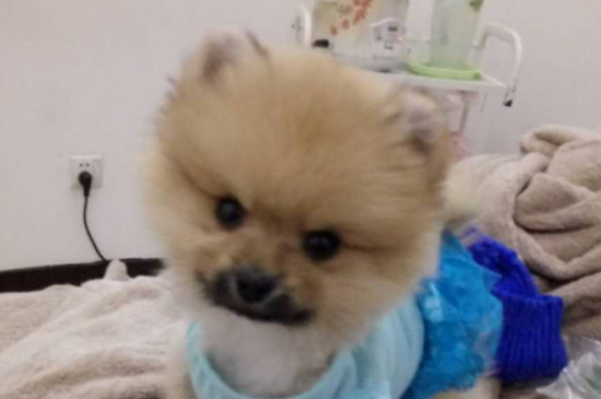 俊介犬聪明吗