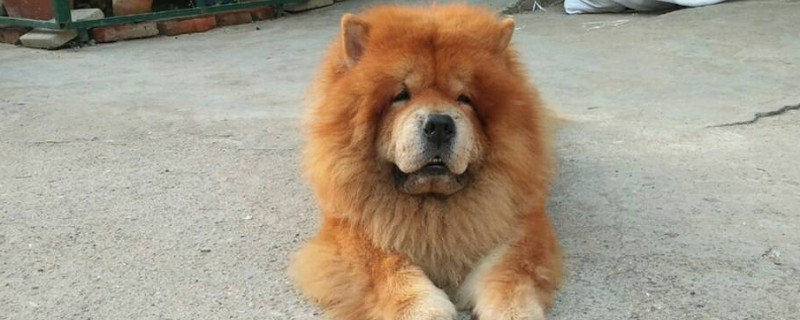 松狮犬为什么忠心