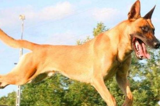 怎样鉴别马犬幼犬好坏，性格温顺毛发不杂并身形矫健
