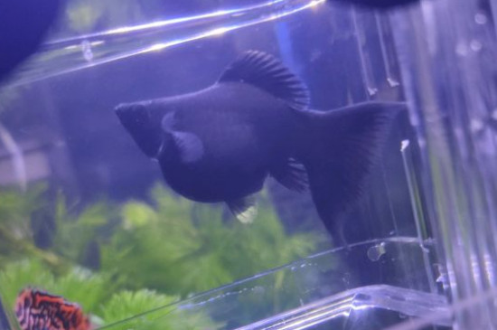 玛丽鱼生小鱼前兆