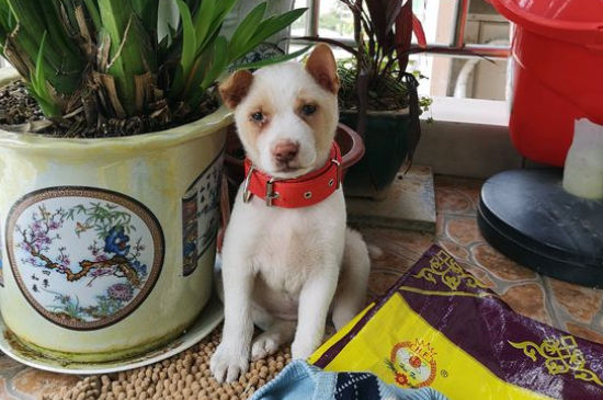 幼犬有必要吃营养膏吗