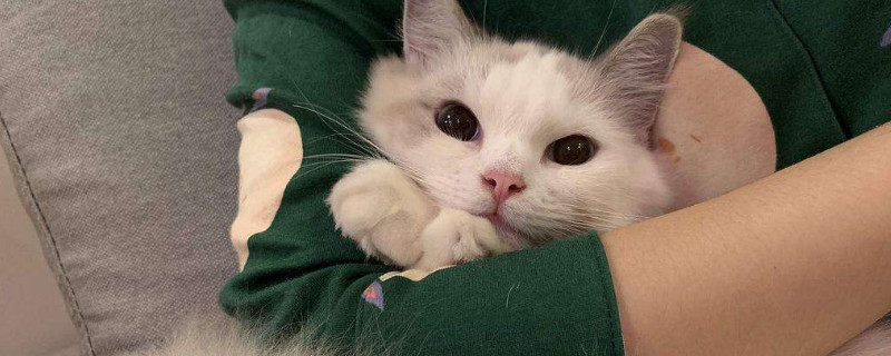 猫感冒怎么办