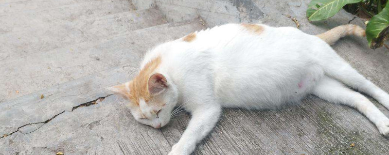 猫咪呼吸声像有痰呼噜