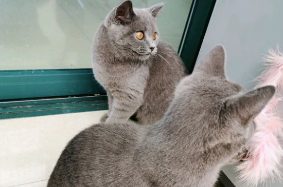 猫咪死了埋葬的禁忌