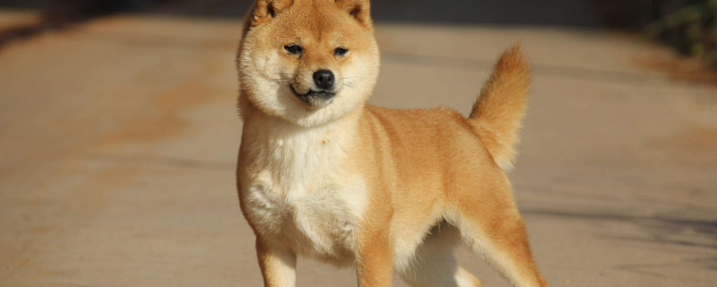 柴犬白手套为什么不好