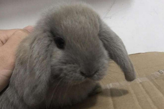 兔子需要磨牙吗