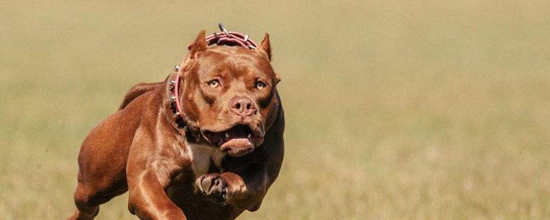 比特犬为什么怕土狗