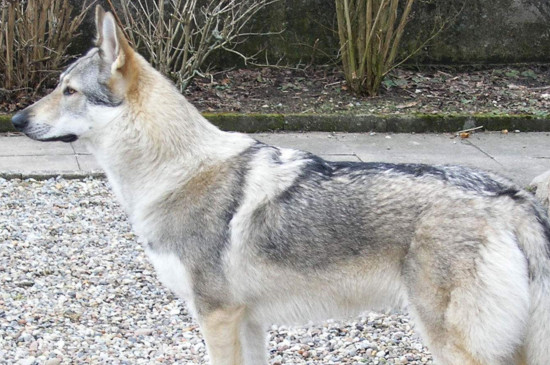 中国十大禁犬