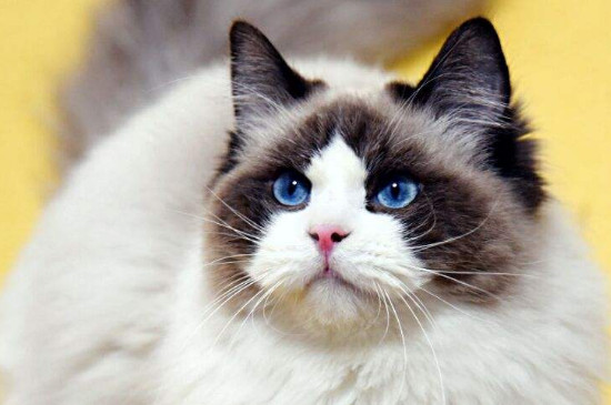 布偶猫为什么这么贵，什么原因导致布偶猫价格如此高