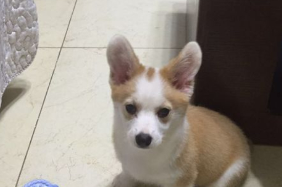 狗的视力是黑白的吗