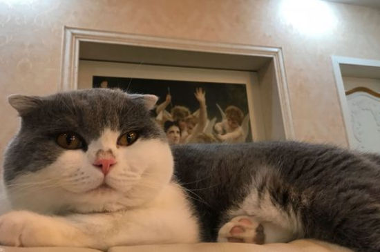 英短蓝猫喜欢人的表现
