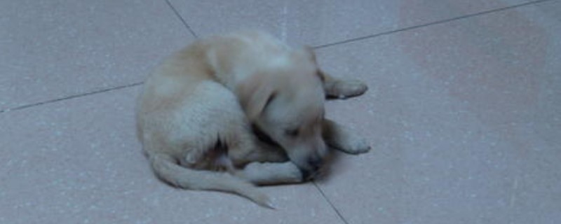 小狗犬瘟热初期症状