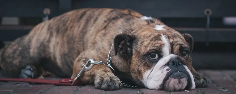 斗牛犬能耐寒多少度