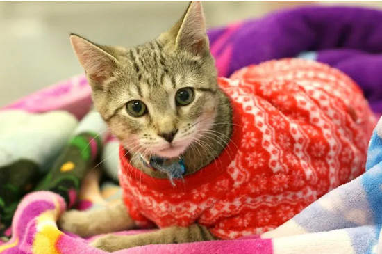 猫一般吃什么食物