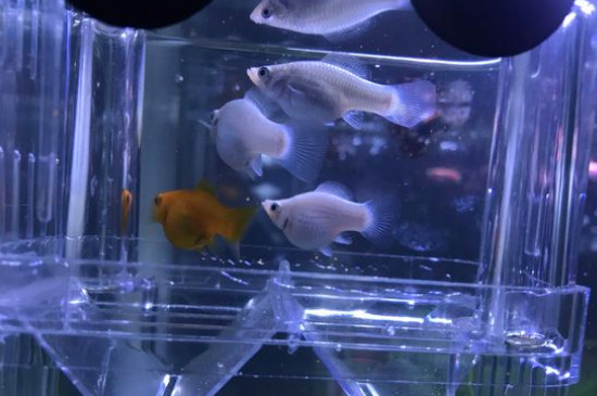 玛丽鱼生小鱼前兆