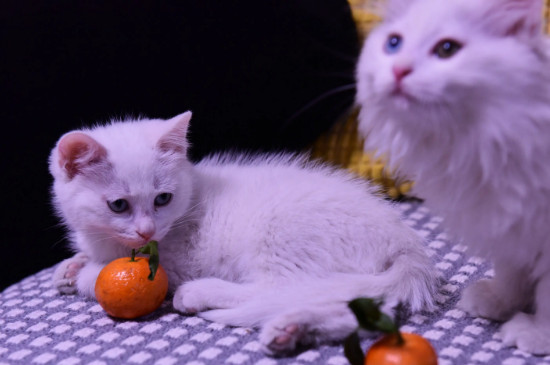 猫太瘦了怎么喂胖