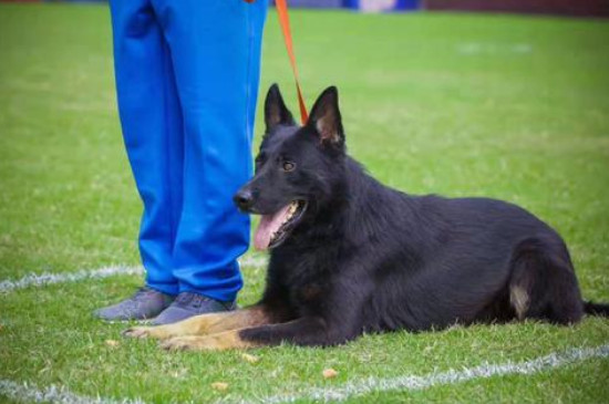 东德犬几个月才凶人