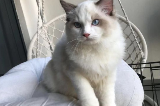 猫咪拉肚子怎么办