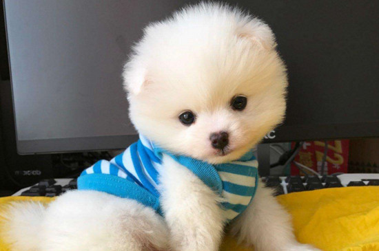 茶杯犬的价格是多少，一只宠物级幼犬需要2000-6000元