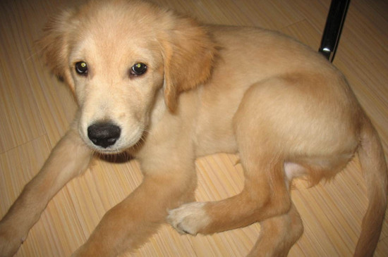 犬抽搐的原因，可能由癫痫高烧缺钙或犬瘟所致