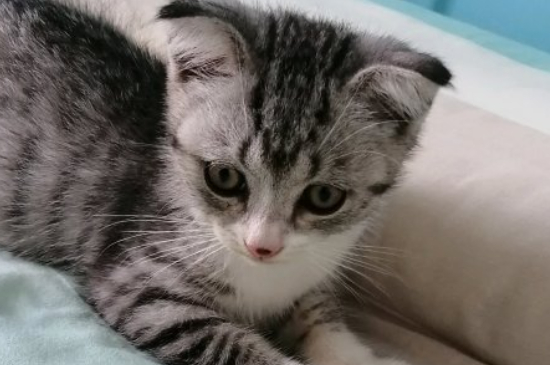 猫应激反应几天传腹