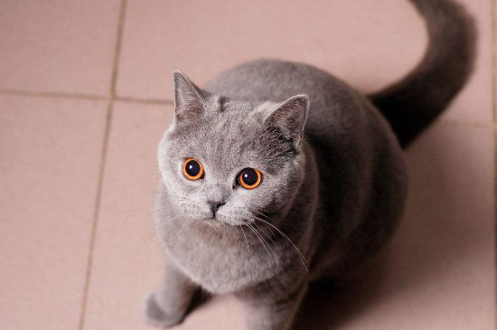 猫舔主人脸代表什么