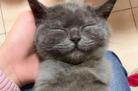 猫中毒的症状