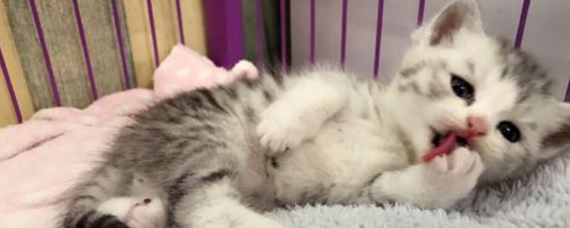 猫咪疫苗一共要打几针