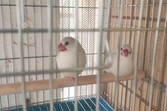白文鸟养一只可以吗