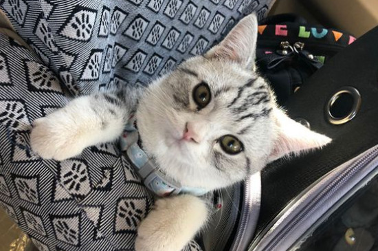 猫舍和宠物店区别