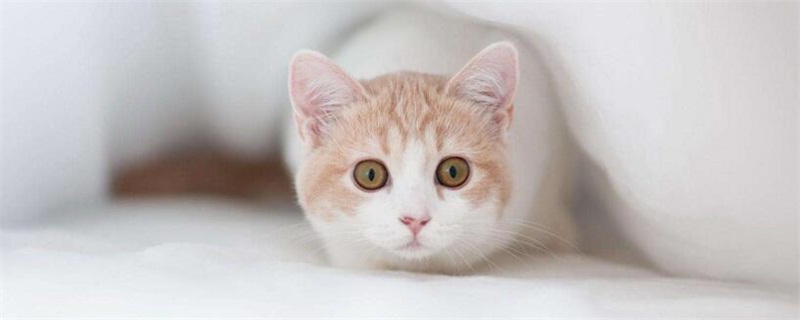 三个月的猫多大