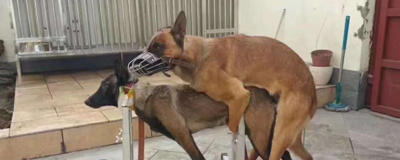 狗狗意外被骑有办法吗