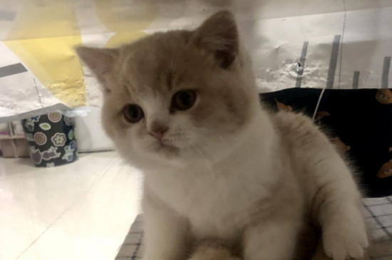 猫驱虫多久一次