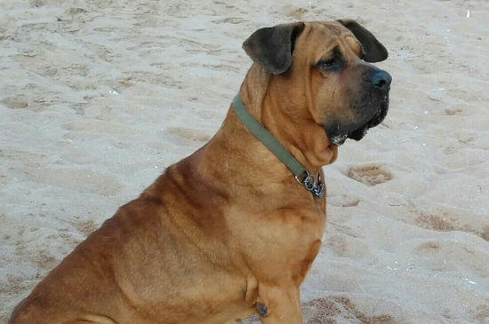 中国禁养犬种