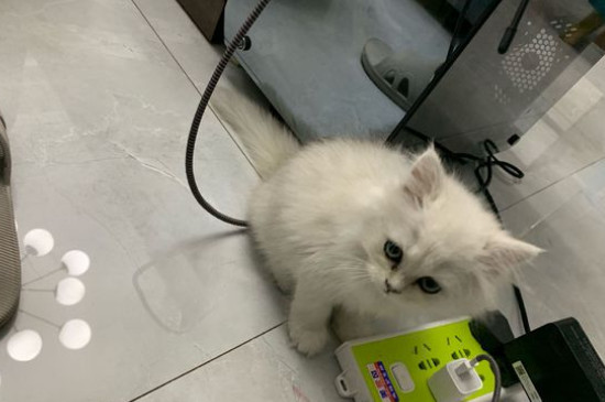 金吉拉猫认主人的吗