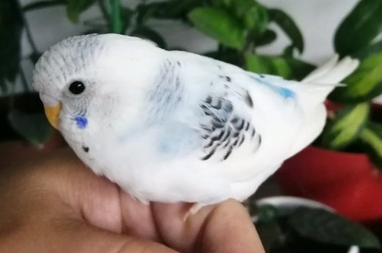 虎皮鹦鹉怎么剪羽