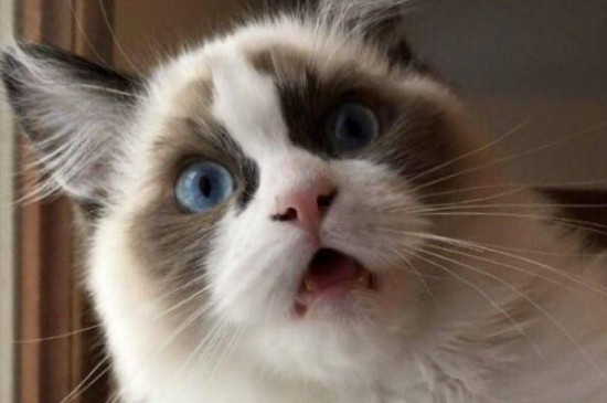 猫咪打嗝是怎么回事
