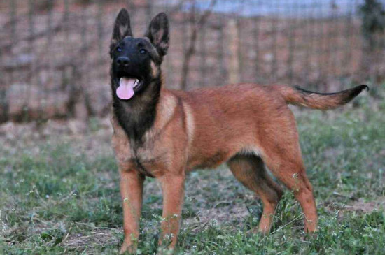 德国防暴犬排名，世界3大防暴犬品种