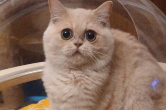 猫为什么要绝育