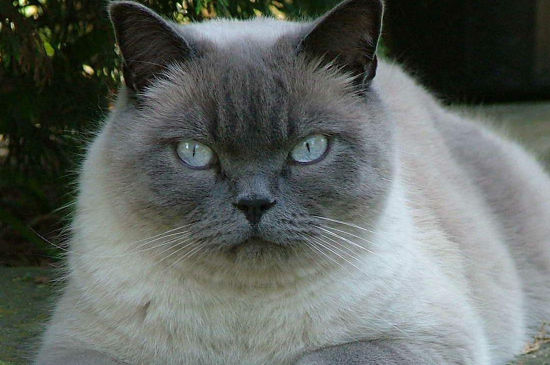 东奇尼猫和暹罗猫区别