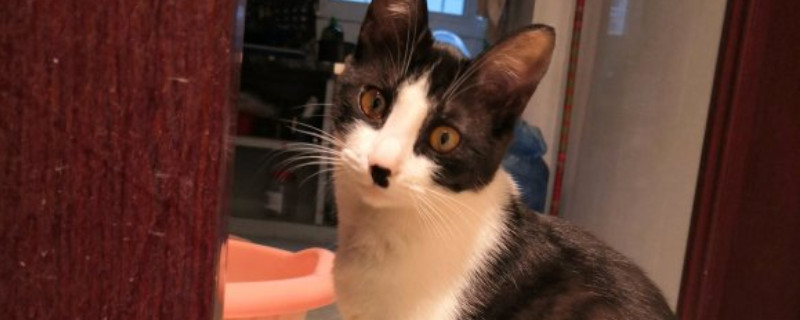 活猫怎么快递