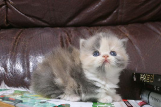 为什么不养短脚猫