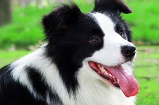 边境牧羊犬的价格，边牧价格一般在1000～5000元左右